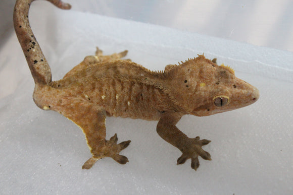Gecko Crestado Macho ID 5-2