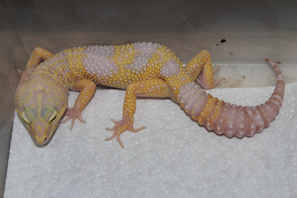 Gecko Leopardo Tremper Albino 100% Het Diablo Blanco Macho ID R6-08