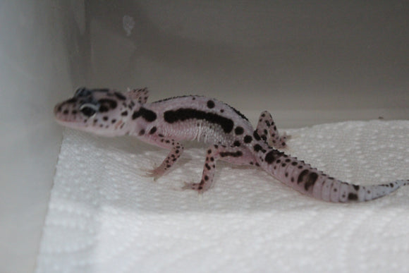 Gecko Leopardo Black Hole ID R5-09