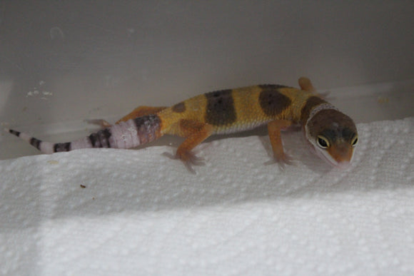 Gecko Leopardo High Yellow ID R5-14
