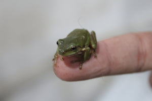 Rana White (Litorea Caurulea)