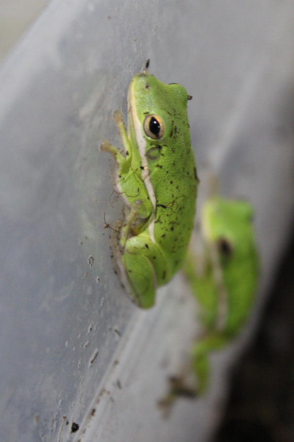 Rana Verde de Arbol (Hyla Cinerea)