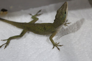 Anole Verde