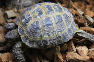 Tortuga Rusa