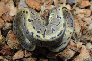 Piton Bola Pinstripe Leopard 100% Het Pied 66% Het Sunset Hembra ID R10-16