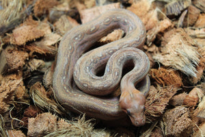 Boa Constrictor Mystique (Leopard x Onyx) T+ Hembra ID R4-05