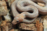 Boa Constrictor Mystique (Leopard x Onyx) T+ Hembra ID R4-05