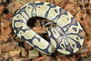 Piton Bola Fire Specter 100% Het Clown Macho ID R1-09