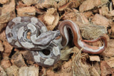 Boa Colombiana Hypo Motley Hembra ID R3-06