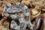 Boa Colombiana Hypo Motley Hembra ID R3-06