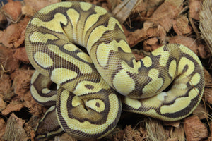 Piton Bola Mojave Cypress Yellowbelly Enchi 100% HEt Pied Macho ID R4-18