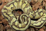 Piton Bola Mojave Cypress Yellowbelly Enchi 100% HEt Pied Macho ID R4-18