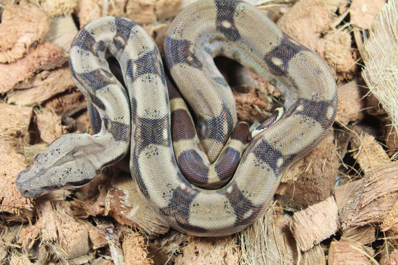 Boa Colombiana Hypo Macho ID R5-17