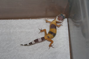 Gecko Leopardo High Yellow (HY) ID R6-15