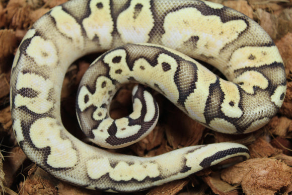 Piton Bola Super Pastel Calico Macho ID R1-02