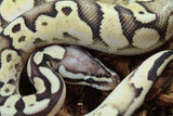 Piton Bola Super Pastel Calico Macho ID R1-02