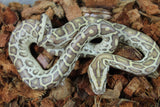 Piton Burmes Hypo 100% Het Albino Hembra ID R7-10