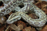 Piton Burmes Hypo 100% Het Albino Hembra ID R7-10