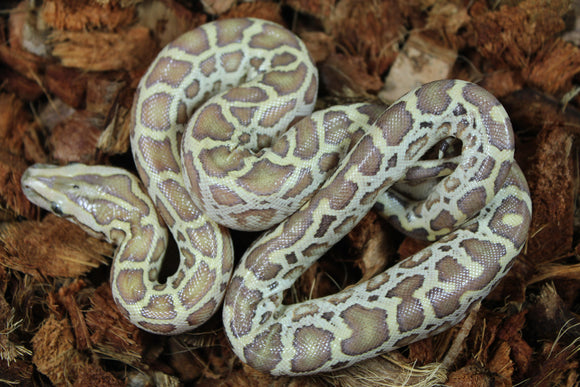 Piton Burmes Hypo 100% Het Albino Macho ID R7-11