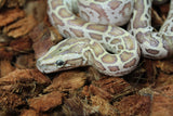 Piton Burmes Hypo 100% Het Albino Macho ID R7-11