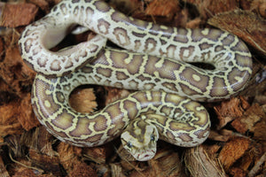 Piton Burmes Hypo 100% Het Albino Hembra ID R7-16