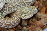 Piton Burmes Hypo 100% Het Albino Hembra ID R7-16