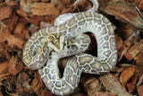 Piton Burmes Hypo 100% Het Albino Hembra ID R7-17