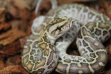 Piton Burmes Hypo 100% Het Albino Hembra ID R7-17