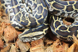 Piton Burmes Nominal 100% Het Albino Macho ID R8-11