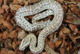 Piton Burmes Hypo 100% Het Albino Macho ID R8-13