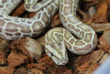 Piton Burmes Hypo 100% Het Albino Macho ID R8-13