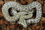 Piton Burmes Hypo 100% Het Albino Macho ID R8-14