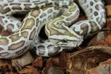 Piton Burmes Hypo 100% Het Albino Macho ID R8-14