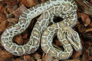 Piton Burmes Hypo 100% Het Albino Hembra ID R9-11