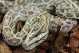 Piton Burmes Hypo 100% Het Albino Hembra ID R9-11