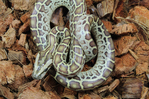 Piton Burmes Hypo 100% Het Albino Macho ID R2-18