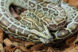 Piton Burmes Hypo 100% Het Albino Macho ID R2-18