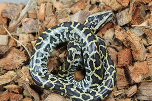 Piton Burmes Nominal 100% HEt Albino Hembra ID R3-11