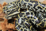 Piton Burmes Nominal 100% HEt Albino Hembra ID R3-11