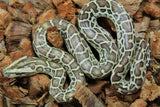 Piton BUrmes Hypo 100% HEt Albino Hembra iD R3-13