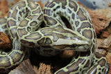 Piton BUrmes Hypo 100% HEt Albino Hembra iD R3-13