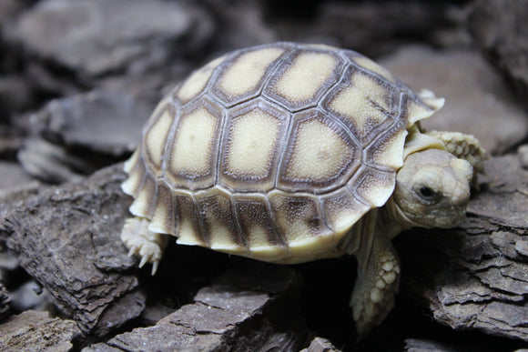 Tortuga Sulcata (Centrochelys Sulcata)