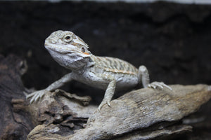 Dragon Barbudo (Pogona Vitticeps)