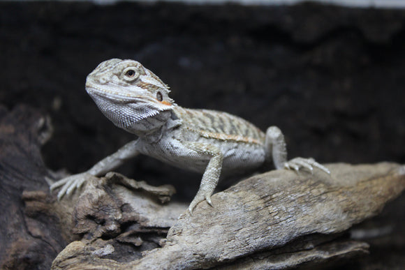 Dragon Barbudo (Pogona Vitticeps)