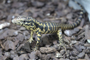 Tegu Dorado o Colombiano