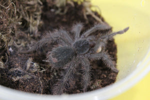 Tarantula Goliath (Theraposa Blondi)