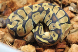 Piton Bola Enchi 100% Het Hypo Macho ID R5-07