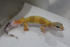 Gecko Leopardo High Yellow ID R5-14