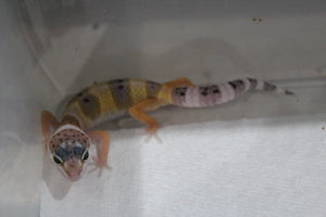 Gecko Leopardo High Yellow ID R6-16