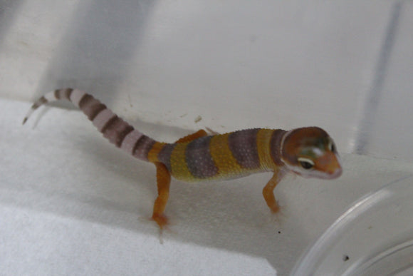 Gecko Leopardo Tremper Albino ID R6-19